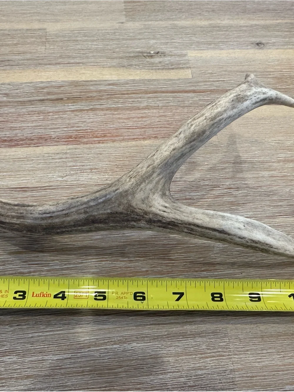Natural Whitetail Deer Shed Antler – 11